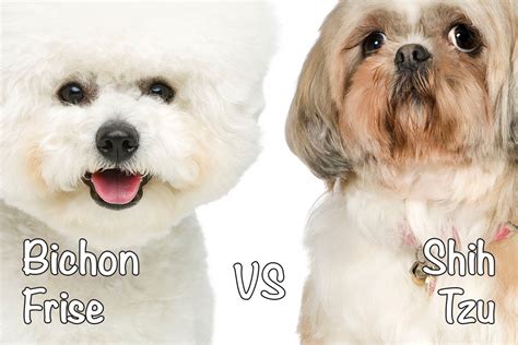 Bichon Frise vs. Shih Tzu: Which Breed to Get? - Bichon World