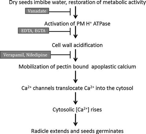 The Proposed Pathway Shows Apoplastic Ca As The Major Source Of