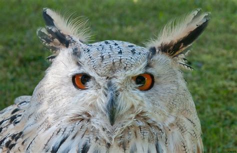 Sibirischer Uhu Foto And Bild Tiere Zoo Wildpark And Falknerei
