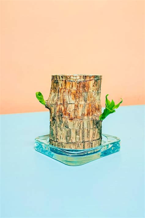 Brazilian Lucky Wood: Exotic Plants at Plantshop.me