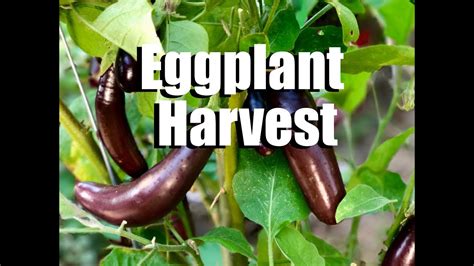 When And How To Harvest Eggplant Youtube