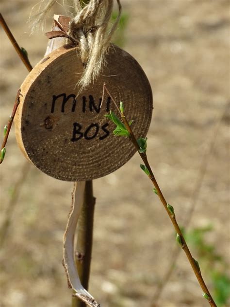 Mini-Bos! | Foto | Petra Eleftheriadis’s reisblog