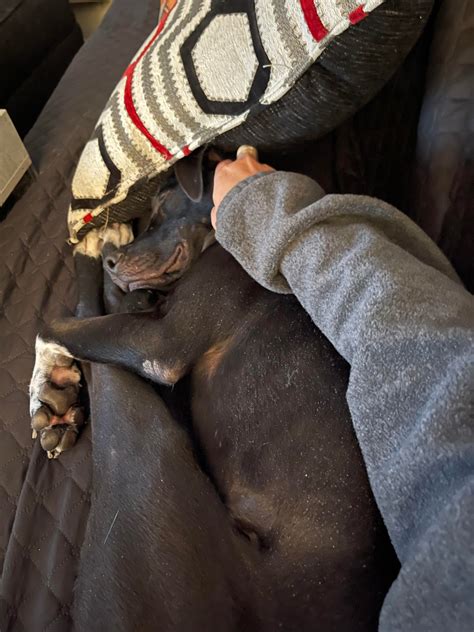 Please help. My dog slipped her leash five mins from home in Oliver