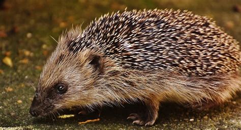 Do Hedgehogs Carry Diseases That Are Harmful To Humans?