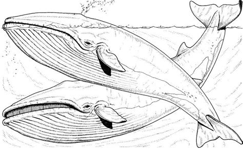 whale coloring pages | Free Whale Coloring Pages-Iceland ... | Whale coloring pages, Animal ...