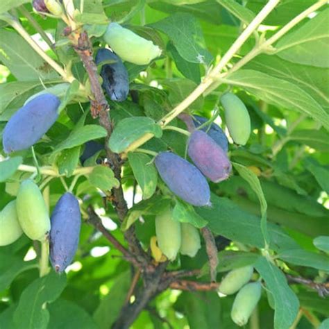 Жимолость съедобная Волхова С3 недорого и с доставкой