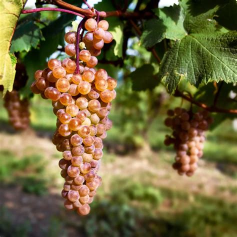 Архивы Ркацители ⋆ Цимлянские вина