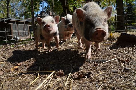 Piglet Behavior and Care - Ross Mill Farm