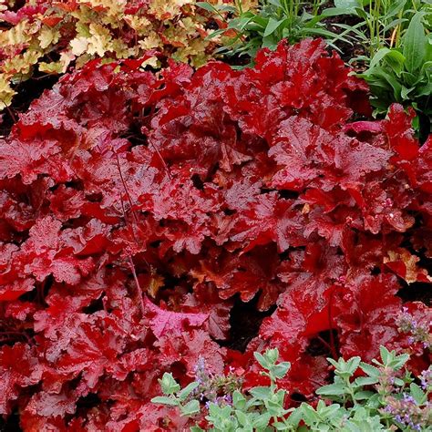 Гейхера "Красный Навсегда", Heuchera Forever Red ярко-красная ...