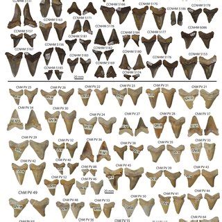 Shark Tooth Identification Chart