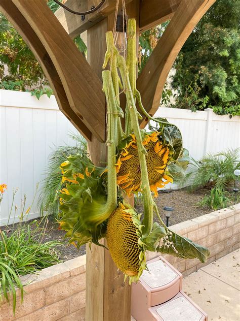 how to harvest sunflower seeds 4