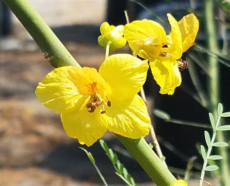 Cercidium X Desert Museum Palo Verde Hybrid