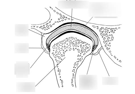 Sectional Anatomy Lesson 3 Diagram | Quizlet