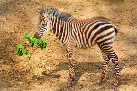 Brown Zebra Print Stock Photos Pictures And Royalty Free Images Istock