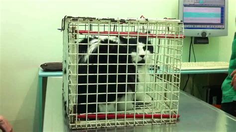 angry mad cat at the vet... - YouTube