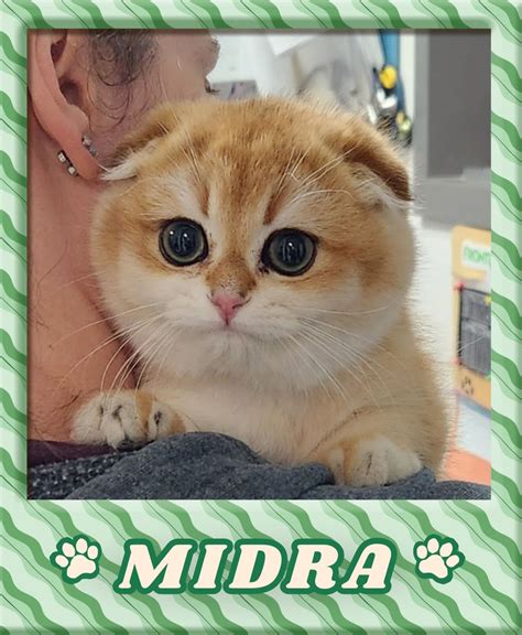 hunt valley animal hospital 4