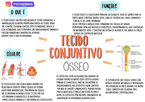 Tecido Osseo Mapa Mental - RETOEDU