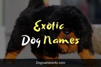 A Powerful List of 500+ Exotic Dog Names with Meaning 2024