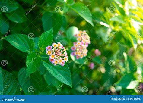 Lantana Camara Stock Photo Image Of Gardening Herbal 265523880