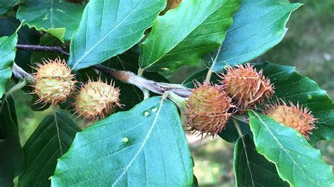 identify  beech tree