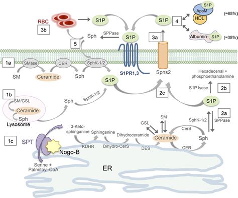 S P Signaling And De Novo Biosynthesis In Blood Pressure Homeostasis