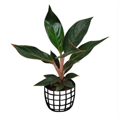 Dodávatelia čiernych rúžov Aglaonema - Veľkoobchodný predaj čiernych ...