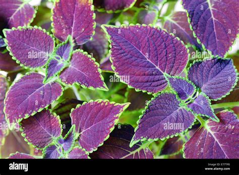 coleus blumei plant in garden Stock Photo - Alamy