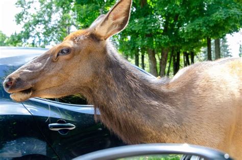 Is Watching Bestiality Porn Illegal In The United States?