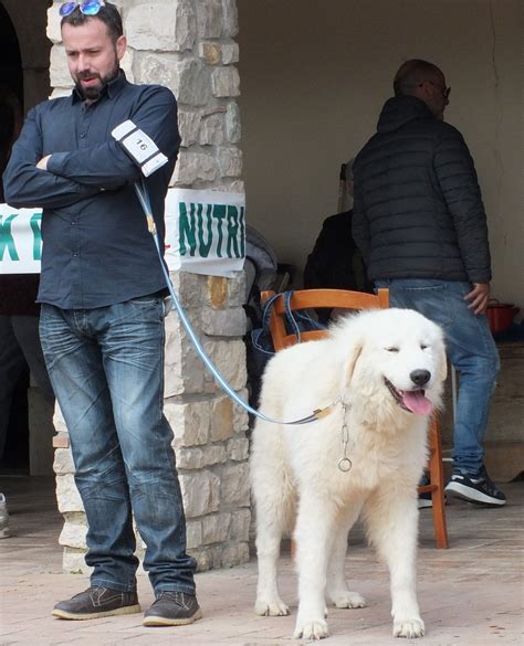 CALIGOLA DEL VELINO SIRENTE Allevamento Del Velino Sirente Cani Da