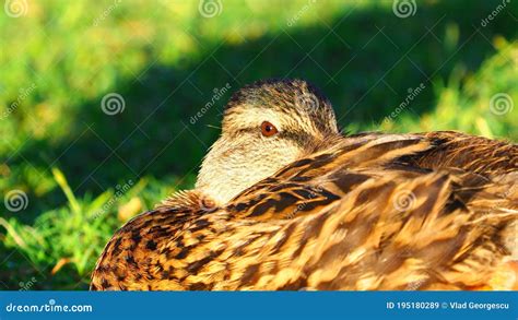 Sleep With One Eye Open Stock Image Image Of Neck Print 195180289