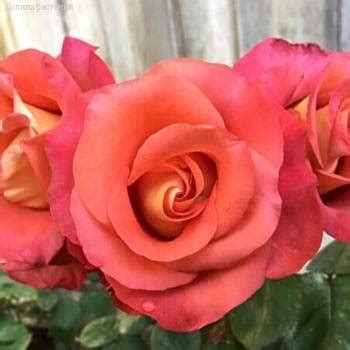 Роза Леонидас купить с доставкой курьером, БелПочтой, самовывоз в ...