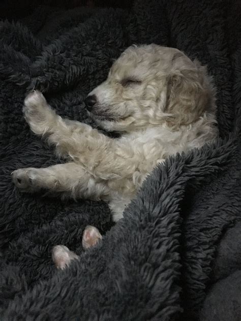 First night home after his first bath! | Animals, Dogs, First night