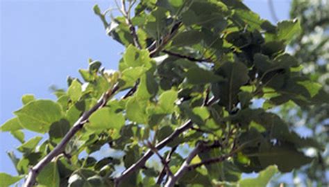 What Are Common Pests Of Bradford Pear Trees Garden Guides