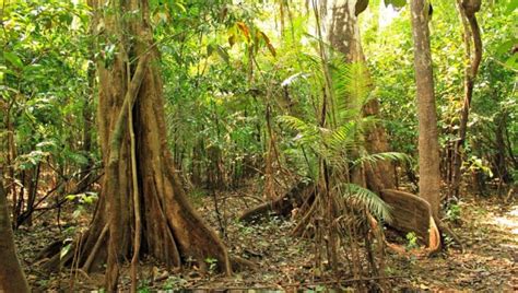 Mata De Terra Firme - Três florestas em uma? Conheça os tipos de vegetação da Amazônia ...