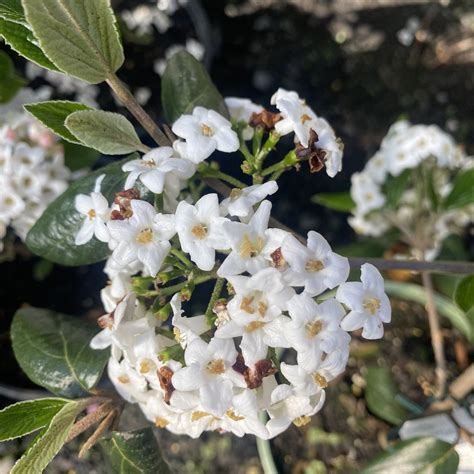 Viburnum x burwoodii 'Anne Russell' 2L - Lushingtons