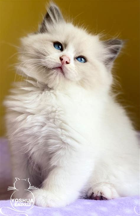 Yo Soy Ragdoll Blue Bicolor 猫