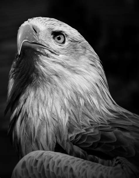 Royalty Free Photo Grayscale Photography Of Eagle Pickpik