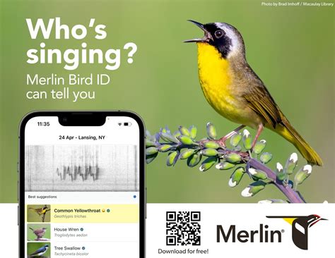 Posters And Resources Merlin Bird Id Free Instant Bird