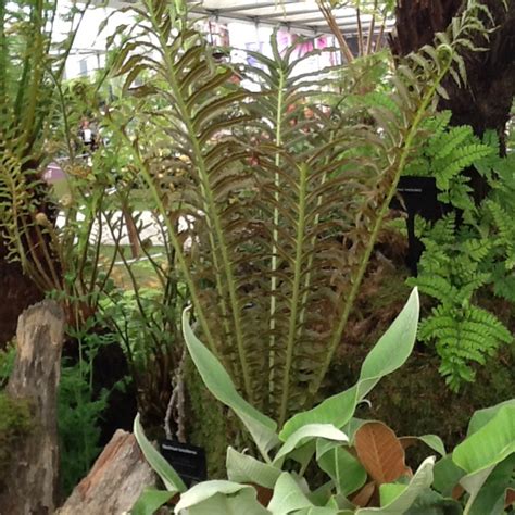 Blechnum brasiliense Volcano, Dwarf Brazilian Tree Fern - uploaded by ...
