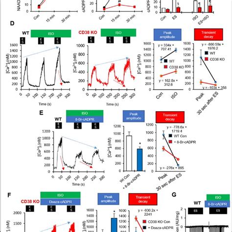 Cadpr Directly Binds To And Activates Serca A Concentration Dependent