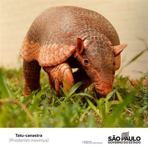 Animal Tipico Do Cerrado - 7
