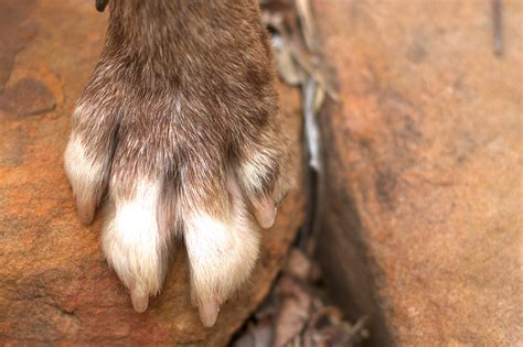 Безплатна снимка : куче, дивата природа, бозайник, фауна, наблизо ...