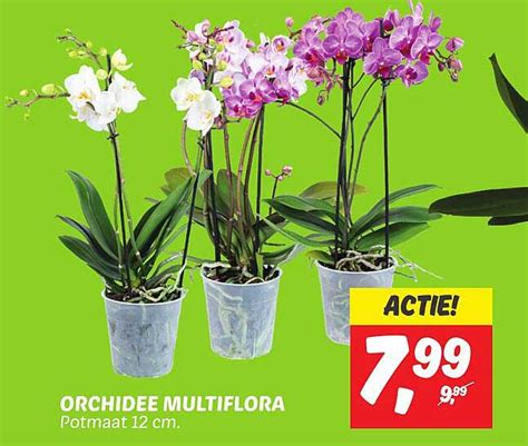 Orchidee Multiflora Aanbieding Bij Dekamarkt Folders Nl