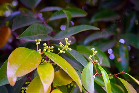 Scenery Photography Green Leaves And Fruits Background, Scenery, Photography, Green Leaf ...