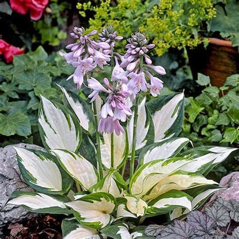 Саженцы Хоста Файер энд Айс, купить в Крыму