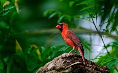 Kuzey kardinal kuşu red bird şube kuluçka süresi kanatlar HD