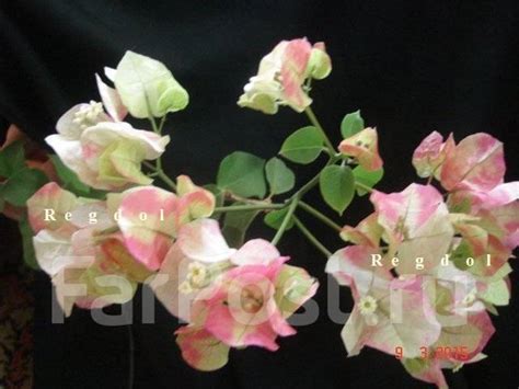 Бугенвиллия Chitra . Черенок. Все фото мои - Растения во Владивостоке