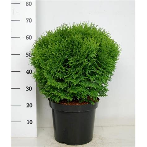 Thuja 'Little Giant' - Nåletræer - Plantetorvet.dk