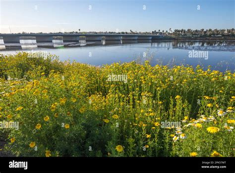 Wildflowers Along The San Diego River Path In San Diego California