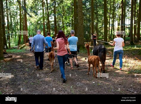 Hiking With Alpacas Stock Photo Alamy